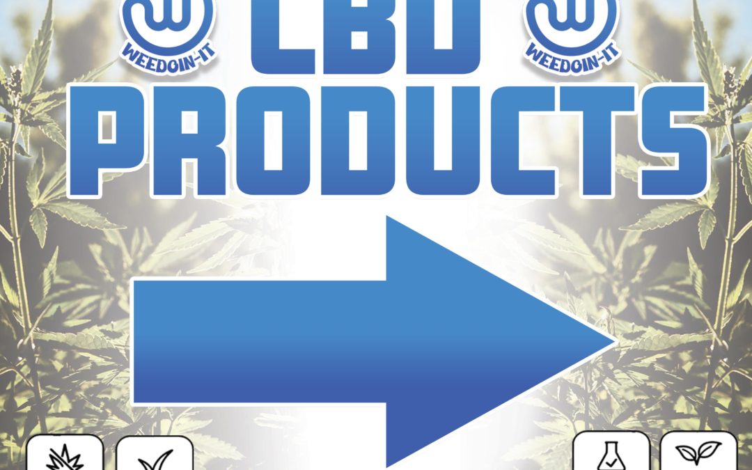 Best CBD Beauty Products Online
